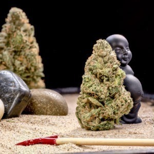 Zen Garden