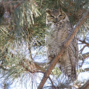 Great Horned Owl